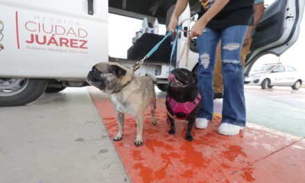 Continúan las esterilizaciones de mascotas con la ambulancia canina