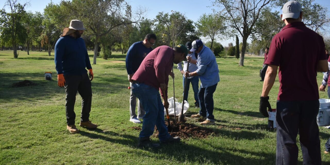 Se han reforestado casi 800 árboles en El Chamizal