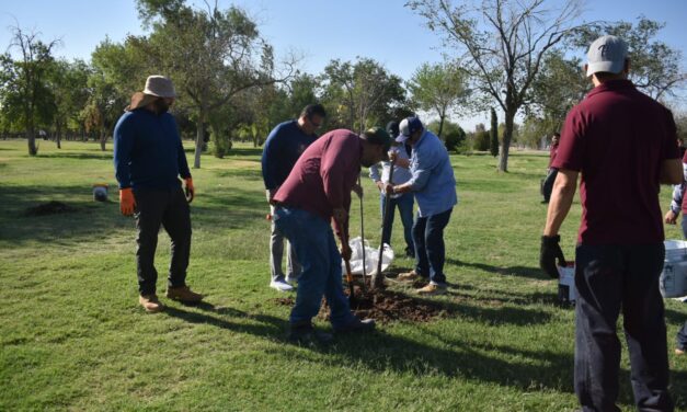 Se han reforestado casi 800 árboles en El Chamizal