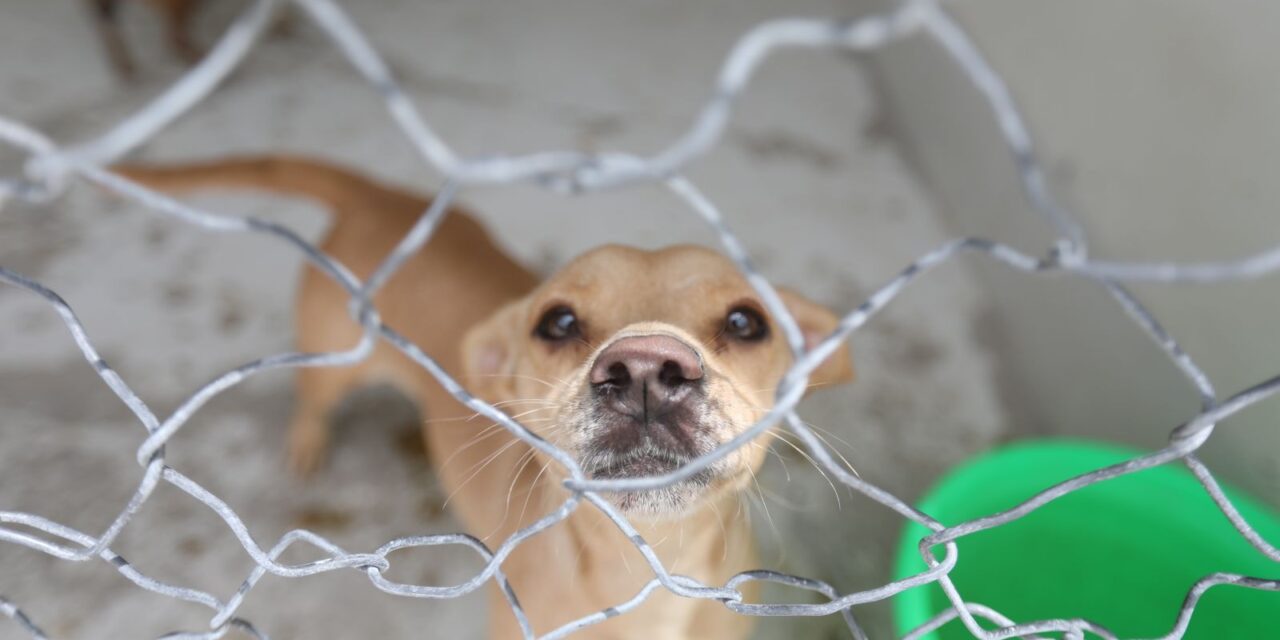 Cuenta el RAMM con 86 mascotas, en su mayoría están listas para ser adoptadas