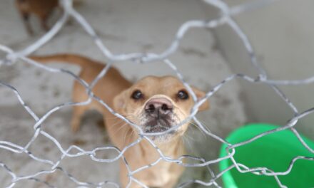 Cuenta el RAMM con 86 mascotas, en su mayoría están listas para ser adoptadas