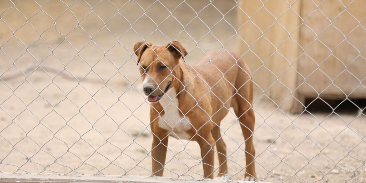 Cuenta el RAMM con 86 mascotas, en su mayoría están listas para ser adoptadas