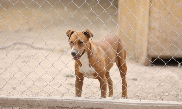 Cuenta el RAMM con 86 mascotas, en su mayoría están listas para ser adoptadas