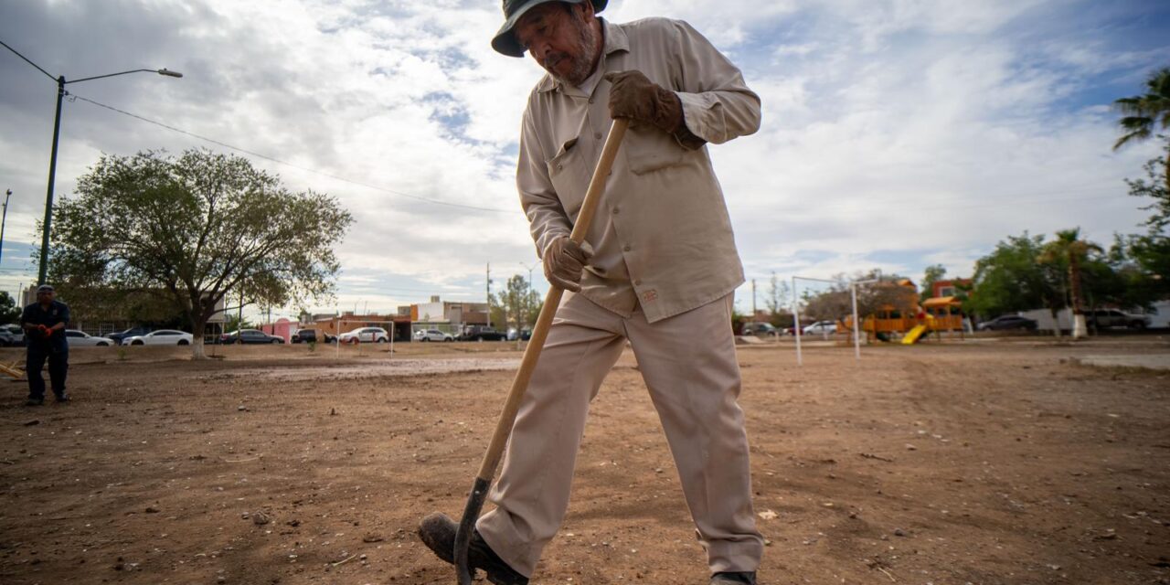 Reforestan parque en fraccionamiento Versalles