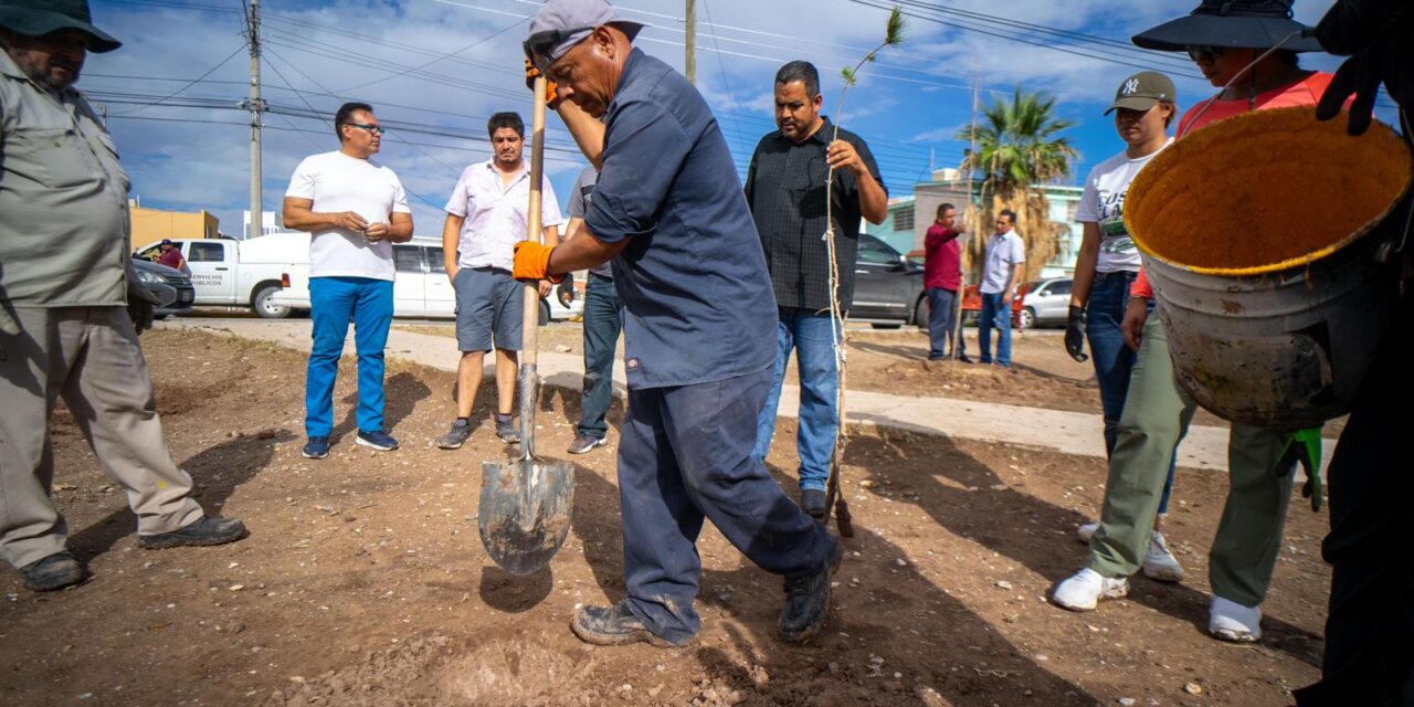 Reforestan parque en fraccionamiento Versalles