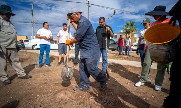 Reforestan parque en fraccionamiento Versalles