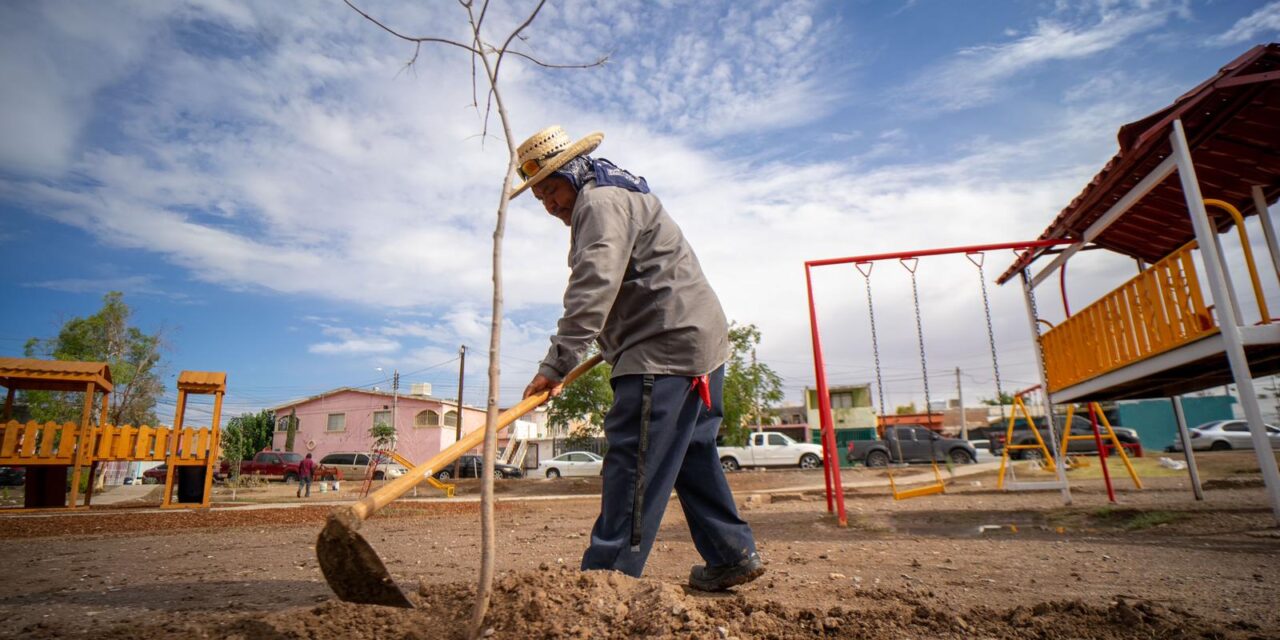 Reforestan parque en fraccionamiento Versalles