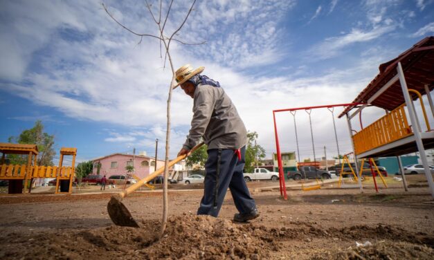 Reforestan parque en fraccionamiento Versalles
