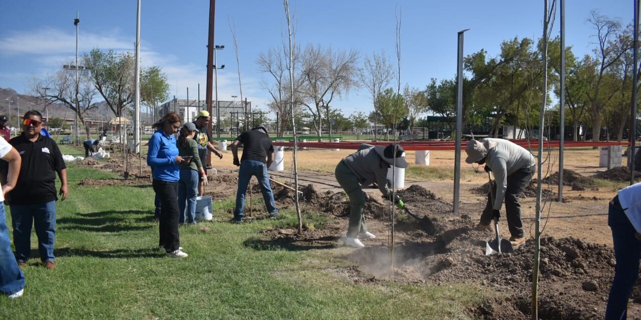 Continúa la reforestación en el Parque El Chamizal