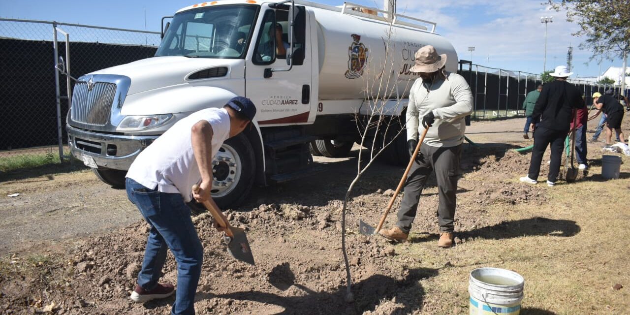 Continúa la reforestación en el Parque El Chamizal