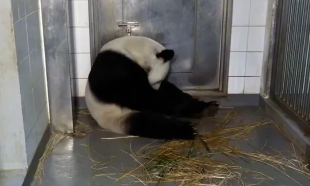 Ying Ying, la osa panda más longeva en dar a luz a gemelos