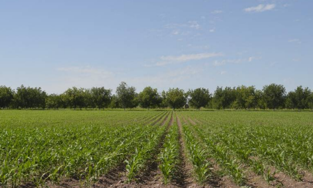 Festival de la Cosecha. Evento que reúne a productores agropecuarios en Delicias