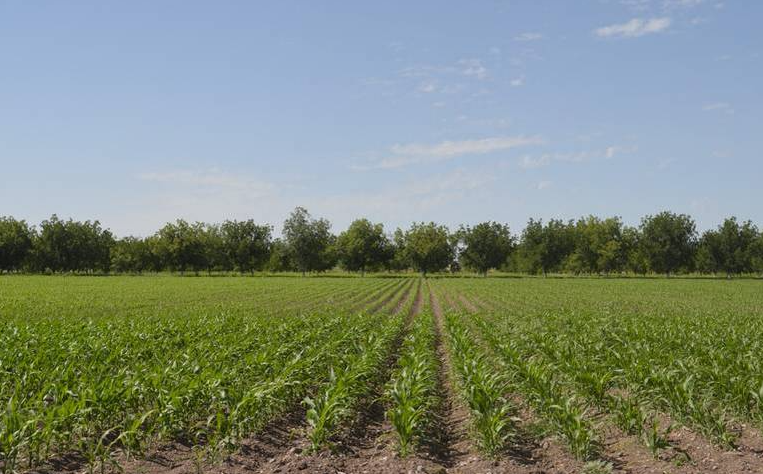 Festival de la Cosecha. Evento que reúne a productores agropecuarios en Delicias