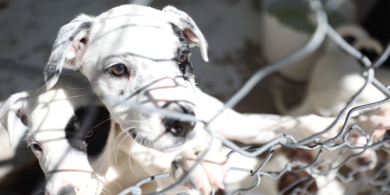 Continúan esterilizaciones gratuitas para mascotas en el RAMM