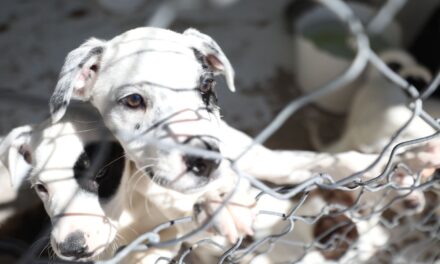 Continúan esterilizaciones gratuitas para mascotas en el RAMM