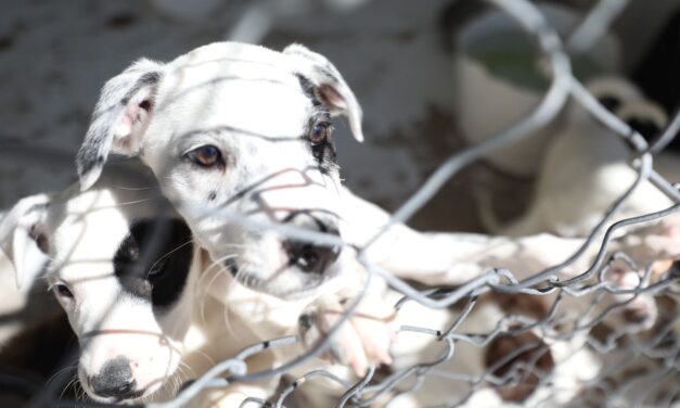Continúan esterilizaciones gratuitas para mascotas en el RAMM
