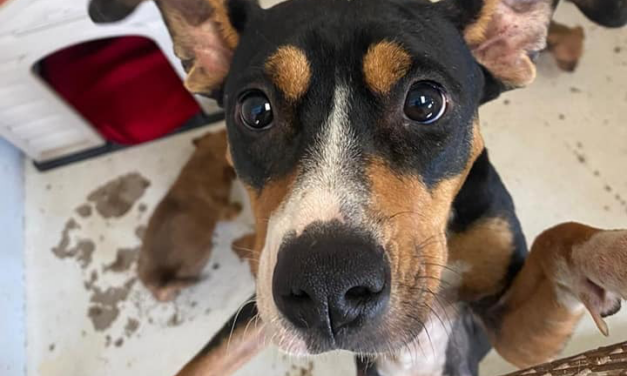 ¿Quieres adoptar alguna mascota? Acude a DABA