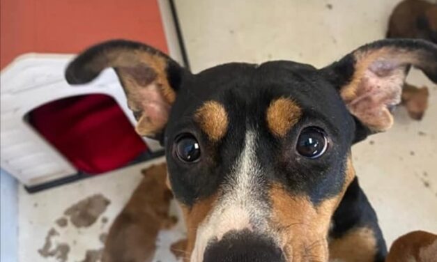 Invita DABA a adoptar una mascota