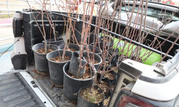 Entrega Desarrollo Urbano árboles frutales al DIF Municipal