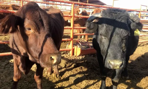 Reactivan exportación de ganado a EEUU