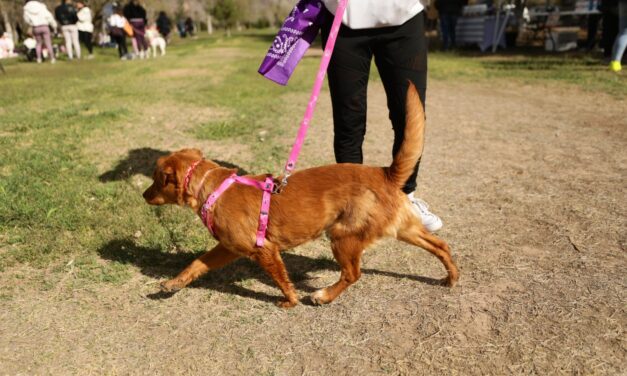 Adoptan juarenses a mascotas en “Paseo con Huellitas”