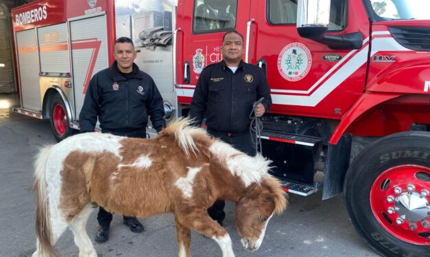 Rescatan a pony deambulando por las calles