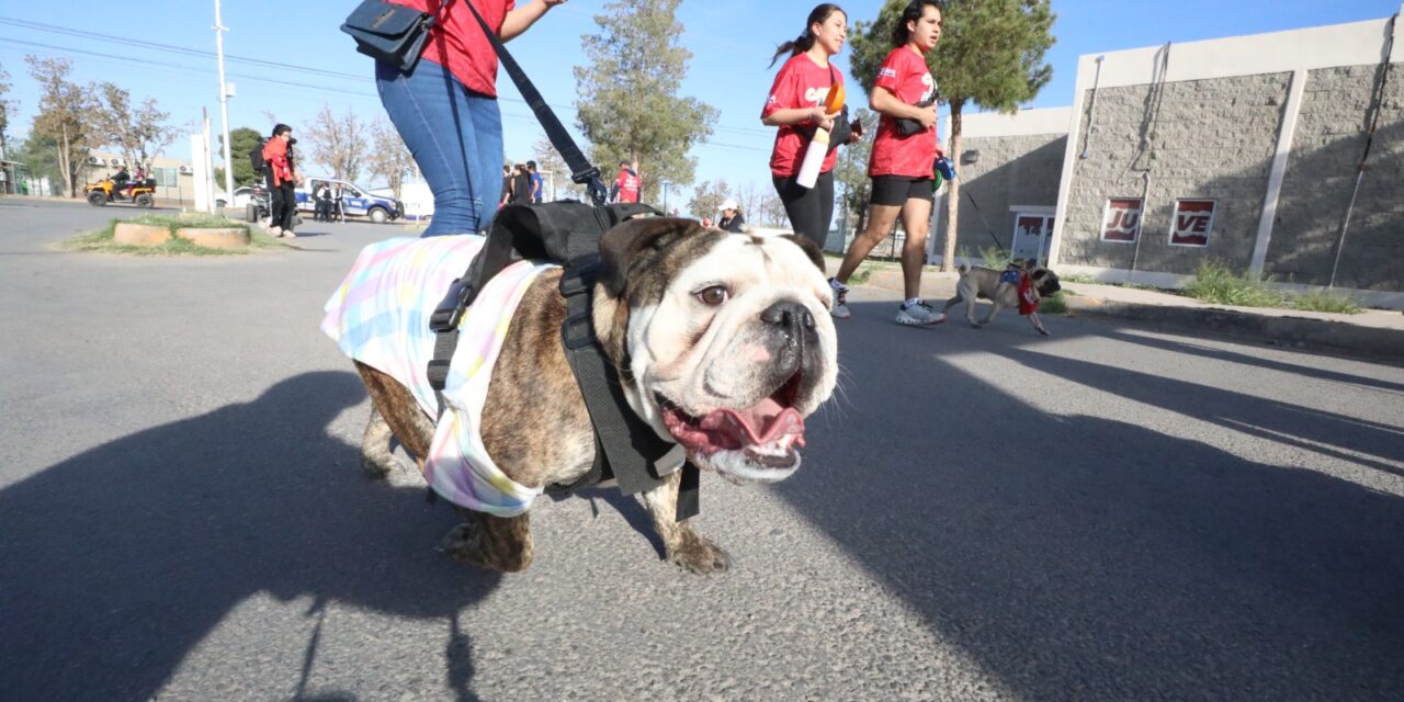 Participan cerca de 350 perritos en Segunda Carrera con Mascotas