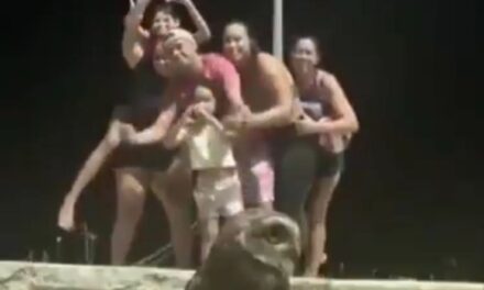 Un búho se roba el show en partido familiar de voleibol en Brasil