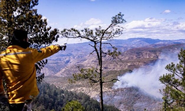 Ocho incendios activos en el estado; consumen 1,731 hectáreas