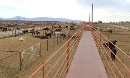 Gobierno de Chihuahua trabaja para proteger exportaciones de ganado a Estados Unidos
