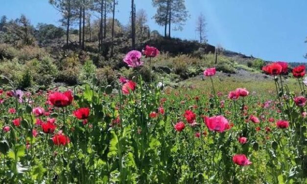 Destruyeron plantíos de amapola y marihuana en Chihuahua
