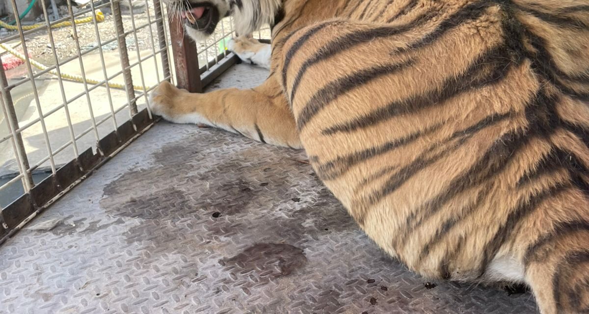 ¡Increíble! Aseguran a tigre en Ciudad Juárez tras denuncia ciudadana