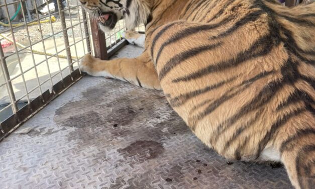 ¡Increíble! Aseguran a tigre en Ciudad Juárez tras denuncia ciudadana