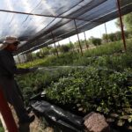 Recibe Municipio donación de 6,700 árboles para fortalecer reforestación urbana