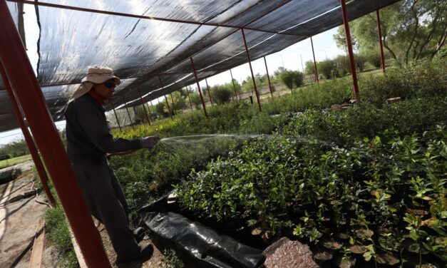 Recibe Municipio donación de 6,700 árboles para fortalecer reforestación urbana