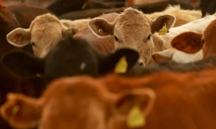 México reanuda exportación de ganado a EE. UU. tras control de brote de gusano barrenador
