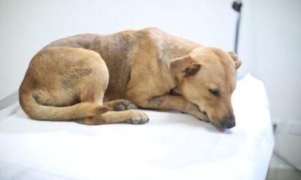 Juicio por brutal agresión a perrito “Oso”: agresor irá a prisión y recibirá sentencia en dos meses
