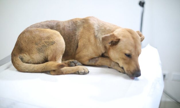 Juicio por brutal agresión a perrito “Oso”: agresor irá a prisión y recibirá sentencia en dos meses