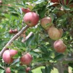 Chihuahua produce el 85% de la manzana en México y reafirma su liderazgo nacional