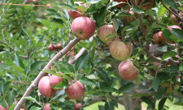 Chihuahua produce el 85% de la manzana en México y reafirma su liderazgo nacional