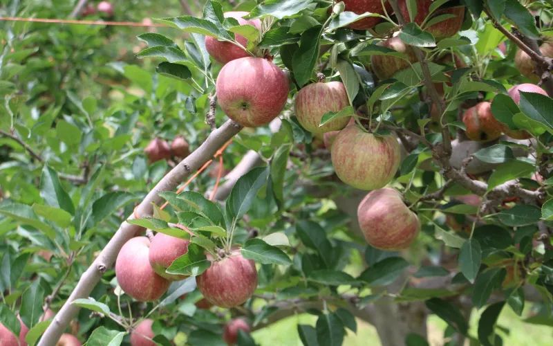 Chihuahua produce el 85% de la manzana en México y reafirma su liderazgo nacional