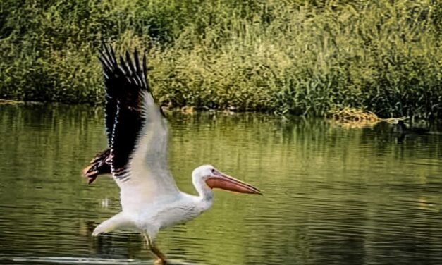 Reportan avistamiento de pelícano americano en el Parque Central