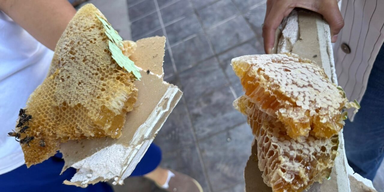 Pide Dirección de Ecología reportar panales o enjambres de abejas