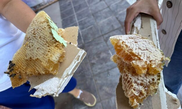 Pide Dirección de Ecología reportar panales o enjambres de abejas
