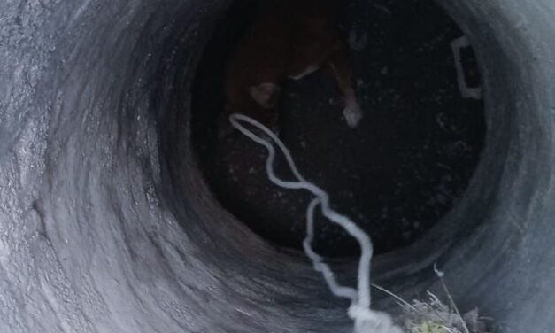 Rescatan a perro atrapado en alcantarilla en la colonia Bosque Bonito