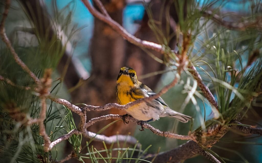 Invitan a juarenses a disfrutar y respetar la presencia de aves migratorias en el Parque Central
