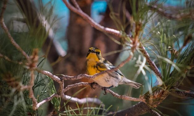 Invitan a juarenses a disfrutar y respetar la presencia de aves migratorias en el Parque Central