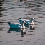Invitan a juarenses a disfrutar y respetar la presencia de aves migratorias en el Parque Central