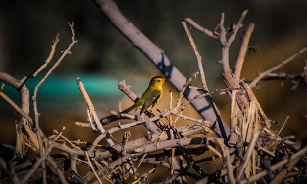 Invitan a juarenses a disfrutar y respetar la presencia de aves migratorias en el Parque Central