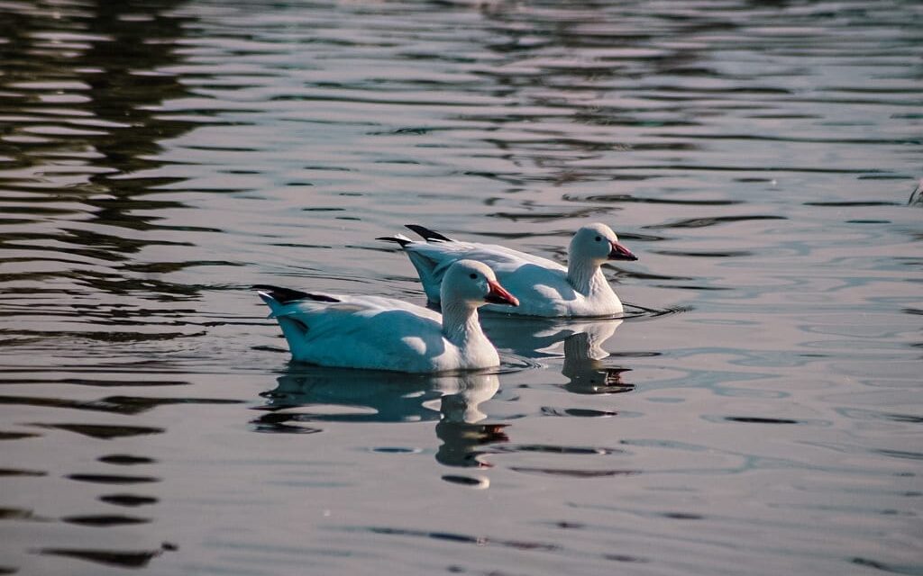 Invitan a juarenses a disfrutar y respetar la presencia de aves migratorias en el Parque Central